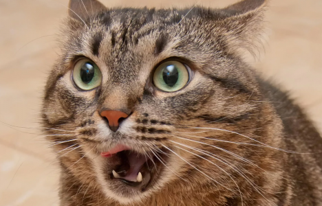 Почему одни кошки «говорливые», а другие — презрительно молчат: ученые нашли интересную информацию