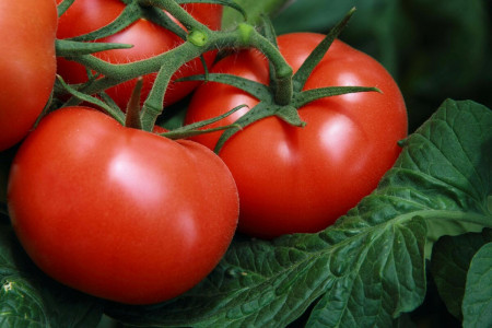 Высокая урожайность и отменный вкус: сорта каких помидоров стоит купить уже в январе — весной не встретить