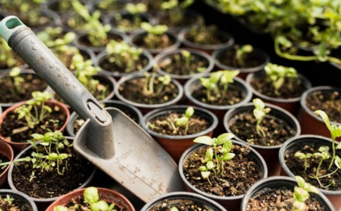 Получаются «богатыри»: замачиваю семена для рассады в одном «копеечном» средстве — совет огородницы с 30-летним стажем