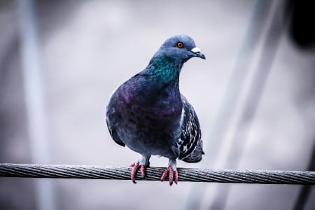 Жителям Мурманской области посоветовали, как избавиться от голубей — пернатые попрошайки и вредители