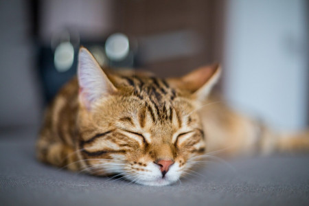 Лекари на мягких лапах: Ученые узнали, как кошки спасают от двух острых проблем со здоровьем