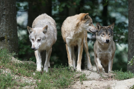 Спасение от рака: У волков-мутантов из Чернобыля обнаружили уникальные изменения в ДНК
