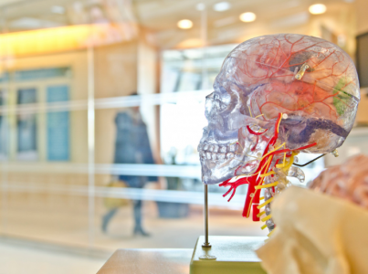 Во благо или на погибель: учёные сумели искусственно создать живую ткань человеческого мозга — чего ждать после такого прорыва в науке