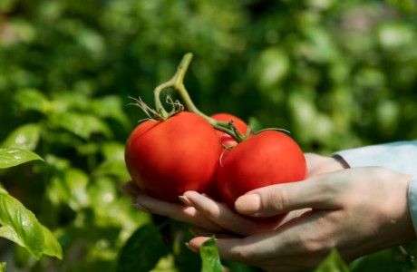 Прут как трактор: Озвучены 2 сорта помидоров, которые не нужно пасынковать — за семенами очереди как в СССР за колбасой