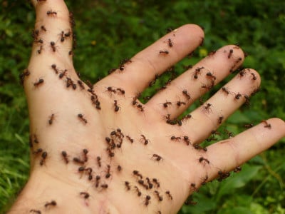 Весенний способ избавления от муравьев: сделайте такие ловушки на огороде — вредители разбегутся в ужасе