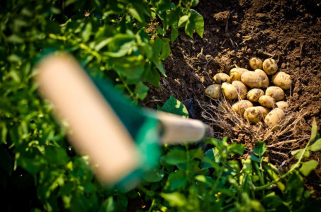 Урожай уже в июле: Огородница со стажем назвала 2 сорта картофеля, которые не боятся колорадского жука — растет хоть в засуху