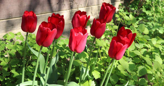 Тюльпаны будут долго радовать яркими шапочками: обязательно проведите эти две важные подкормки после зимы — о низких и невзрачных цветах забудете