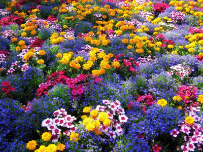 Цветник, который сам себя засеивает: эти 25 цветов-самосевов делают клумбу с каждый годом все пышнее — без танцев с бубнами