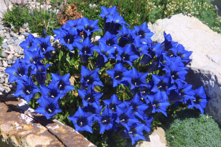 Синий ковёр из колокольчиков поразит своим великолепием: этот многолетник восхищает даже капризных дачников — аристократ любого сада