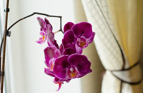 Понадобится лишь 2 ложки этого сухого продукта: орхидея будет цвести весь год без перерыва — даже капризное растение не устоит