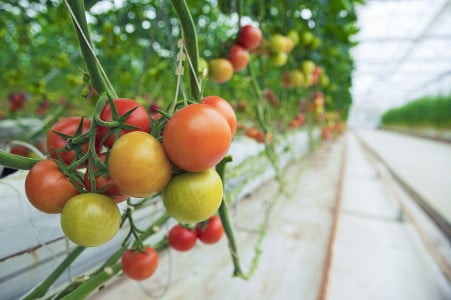 За ним огородники стоят в очередях: агроном Гуляева назвала сорт помидоров, который дает больше урожая — еще успеете вырастить рассаду