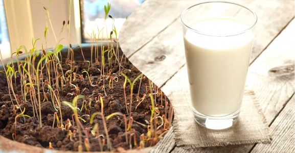 Секрет в молоке: агроном Ксения Давыдова рассказала, как прорастить семена петрушки и укропа всего за 3 часа
