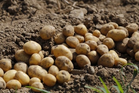 Проволочник обойдёт стороной ваш картофель: вот что нужно положить в лунки для защиты от вредителя — действует как яд