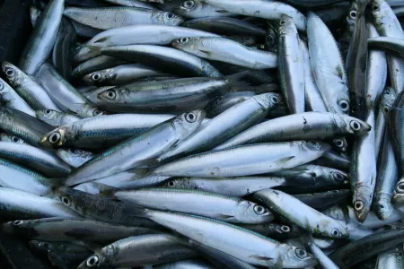 Ярмарка «Наша рыба» приедет в Ловозеро 30 марта