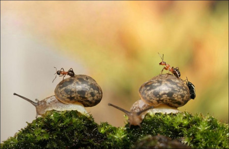 Слизни с муравьями в панике покинут ваш участок: обработайте огород этой аптечной эмульсией — совет агронома ТСХА