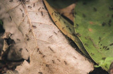 Садовые муравьи поднимут белый флаг: Смешиваю эти 2 ингредиента и рассыпаю в местах обитания вредителей — убойный эффект