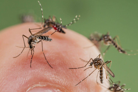 Комары упадут замертво на подлёте: перед походом на природу нанесите этот самодельный крем — ни один кровосос не присосется