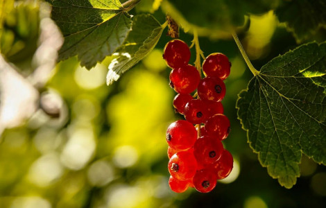 Красная смородина будет размером с виноград: весной внесите под нее этот ингредиент для выпечки — гроздья свесятся до земли