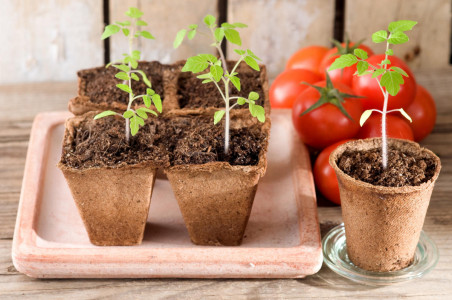 Крепкую и здоровую рассаду помидоров можно получить только так: подкормки использовать не придётся — всё дело в температуре