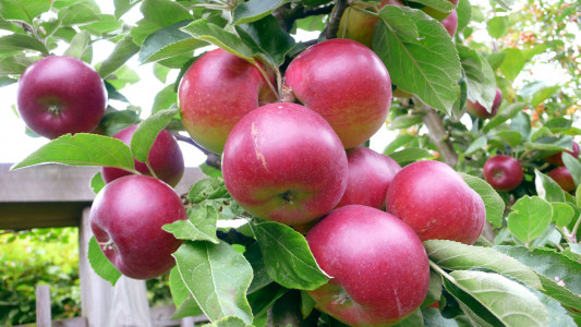 Понадобится только болт и гайка: даже ленивая яблоня даст рекордный урожай после такой процедуры — подкормки использовать не нужно
