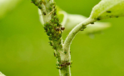 Тля и муравьи сбегут к соседям: оберните этим материалом стволы деревьев — ни один паразит не проскочит