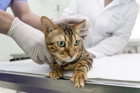 Не тигренок и не киска: ученые нашли совершенно новый вид кошек