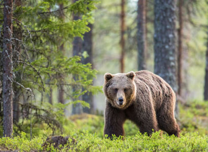 «Ради вашей безопасности»: в Финляндии граждан попросили спрятать мусор от медведей — косолапые после вступления страны в НАТО «беспределят»