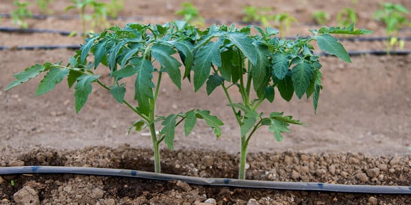 Секрет крепкой рассады томатов в этой подкормке: обязательно внесите её после пикировки и высадки растений в теплицу — урожай будет отменным
