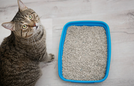 Кошка не пригодится: необычное применение кошачьего наполнителя — заверните продукт в салфетку