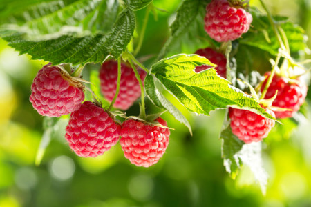 Кусты малины провиснут от тяжести ягод: ушлые дачники вносят эту подкормку уже в апреле — рекордная урожайность гарантирована