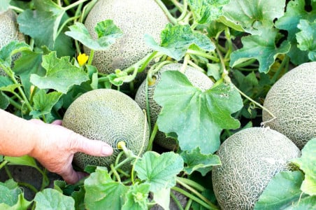 Пора сажать дыни: агроном Давыдова назвала сроки посева семян и высадки в открытый грунт в 2024 году — пошаговая инструкция