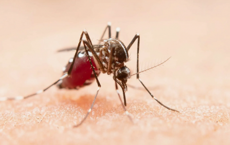 Комары постарались: Турист заразился лихорадкой денге на Бали — Минздрав Индонезии призвал его поблагодарить за это