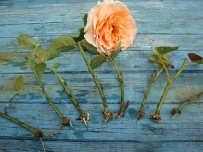 Сосед-агроном на пенсии смешивает 2 средства, и корни у черенков роз прут как «ежики»: всем поселком любуемся на его цветник