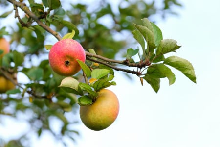 Сделайте несколько отверстий ломом вокруг яблони: урожая сразу станет немерено — обновится даже старое дерево