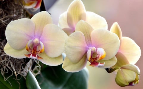 Остальные подкормки выбросьте из головы: орхидея покроется цветами после такой обработки листьев — потрясающая бутонизация