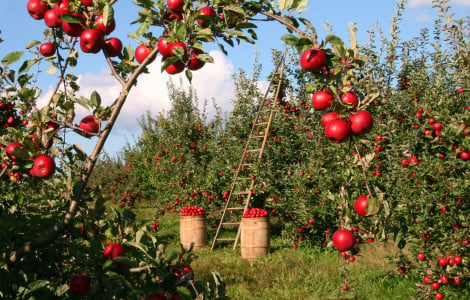 Яблоки будете мешками собирать: в мае полейте этим раствором яблоню — никаких пустоцветов и болезней