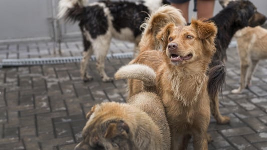Бездомные собаки стали реже нападать на жителей Мурманской области