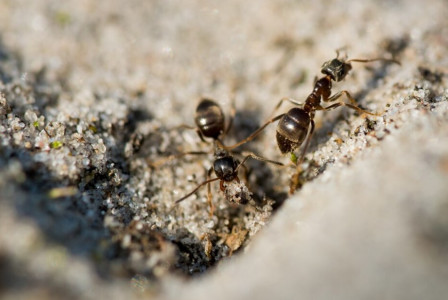 Просто «семь кругов ада» для муравьев: растворите всего 25 мл «копеечного» средства на ведро — утром вредителей не найдете