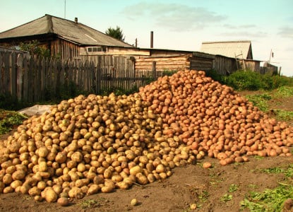 Клубни ровные и мощные: При посадке картофеля в каждую лунку бросьте этот отход — Урожай будете собирать КАМАЗами на зависть соседям