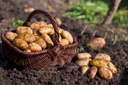 Урожай заставит соседей ахнуть от зависти: выращивание картофеля по методу Ушакова — доказанная эффективность