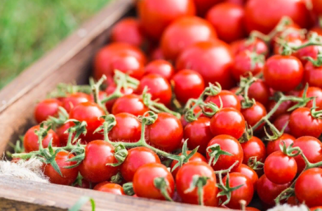 «Крепкие и сочные томаты будете собирать тоннами»: Вот как пересаживают ростки в почву грамотные садоводы — от подготовки до полива