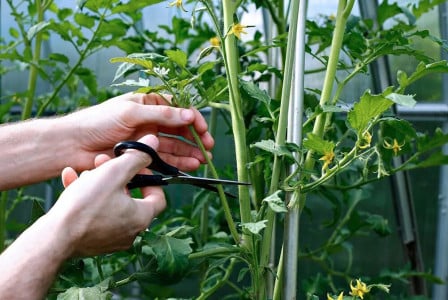 Сосед-тимирязевец никогда не обрезает этот пасынок на томатах: залог большого урожая — научный подход