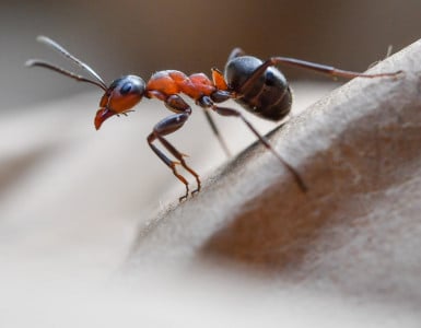 Муравьи исчезнут за ночь: всего 1 литр на 1 муравейник — и утром вас приветствует чистый огород