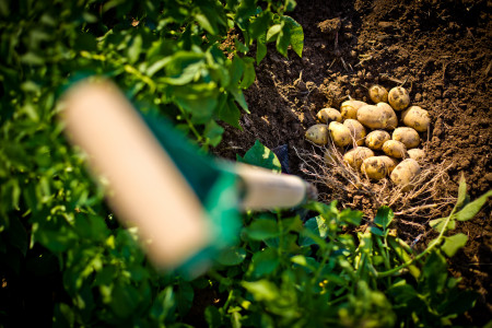 Картофель будете собирать тоннами: сосед-агроном всегда кладет в лунку это средство — теперь и мы так делаем