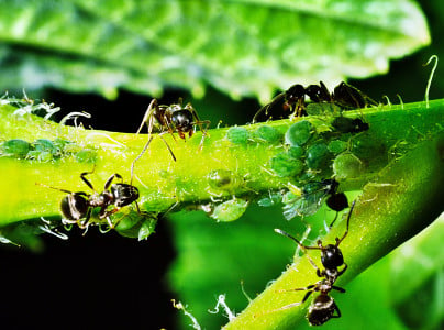 Тля и муравьи в ужасе сбегут: названо средство для быстрого изгнания паразитов с участка — опрыскайте этим настоем деревья и кусты