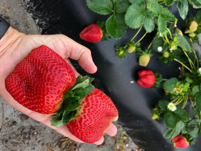 Рекордный урожай и огромные сладкие ягоды: В мае подкармливаю клубнику этим раствором без химии — и удобрение, и защита от вредителей