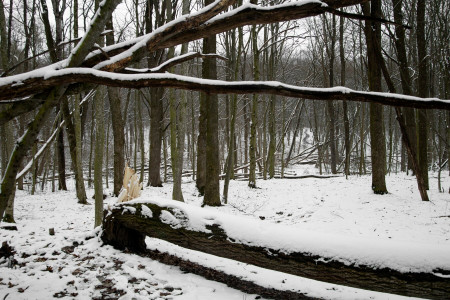 Следователи начали проверку по факту гибели мужчины в лесопосадке в Мурманске