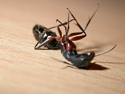 Гибель для муравьев: Садовод со стажем посыпает муравейник этим — насекомых больше не увидите