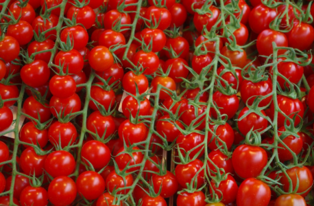 Голландцы знают в этом толк: Вот где надо выращивать помидоры — урожайность зашкаливает, если рядом посадить «соседа»