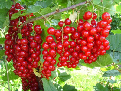 Красная смородина будет увешана гроздьями ягод: просто внесите в мае под куст эту подкормку — даже раствор готовить не нужно